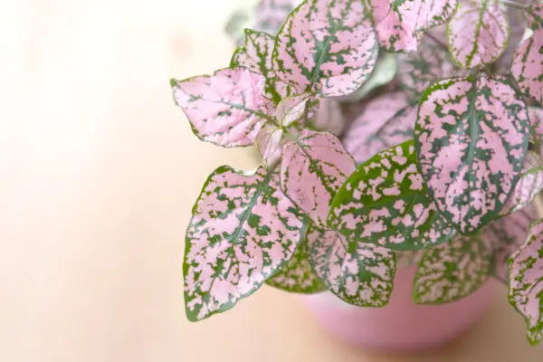 polka dot plant care