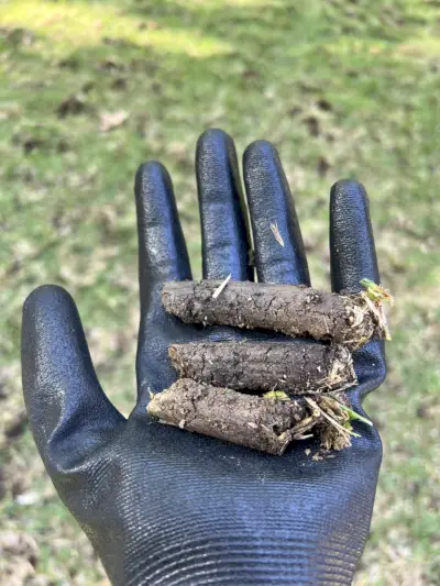 should i aerate my lawn soil cores from lawn core aeration