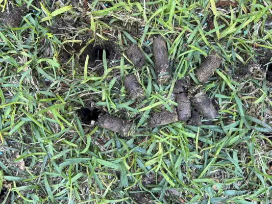 should you aerate your lawn