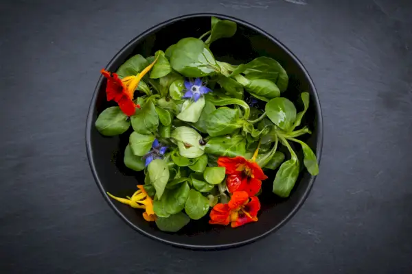 nasturtium growing guide