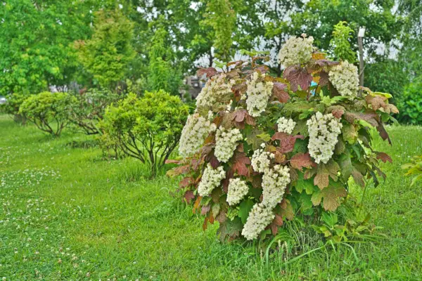 oakleaf hydrangea in a yard