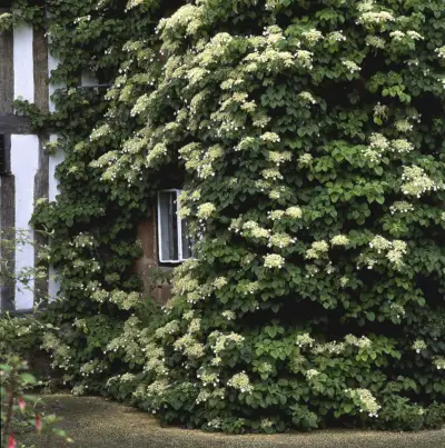 climbing hydrangea