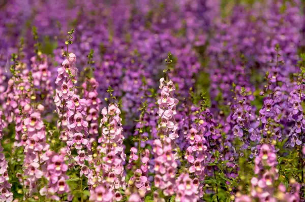 these are angelonia serena lavender being grown in the greenhouse