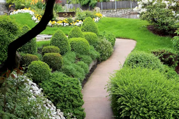 evergreen ornamental garden