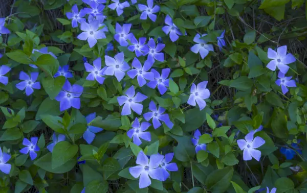 greater periwinkle vinca major blooms