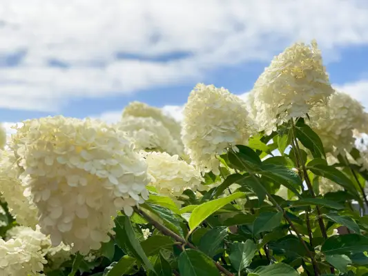 blossom french hydrangea flowers with green leaves in the garden, closeup shot