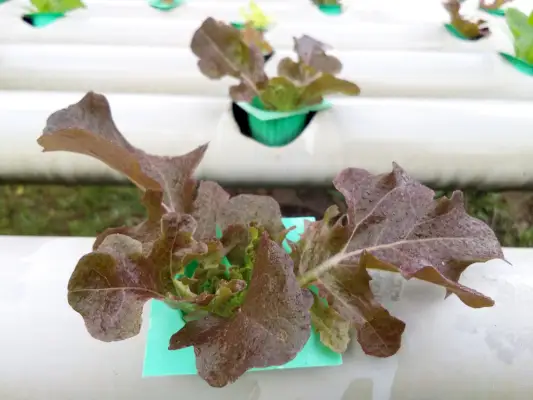 hydroponic garden closeup