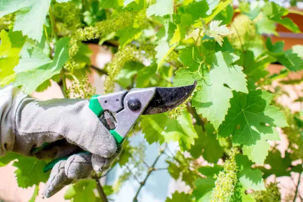 how to plant and grow grapes pruning