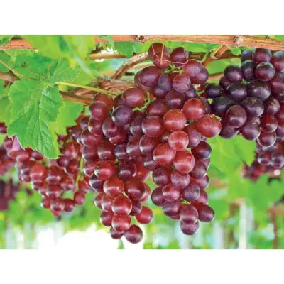 Catawba Grape, 2-gallon container