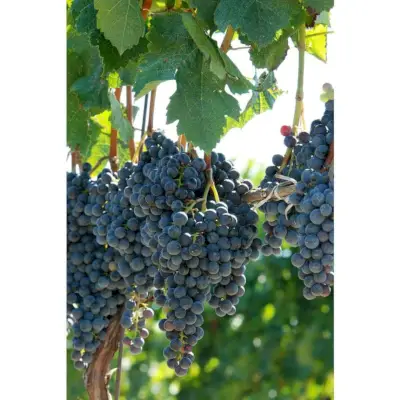 Concord Grape, 2-gallon container