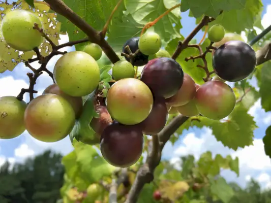 how to plant and grow grapes muscadines