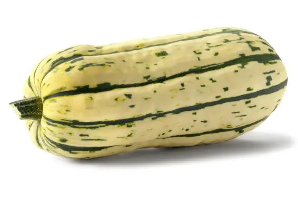 winter squash delicata from types of squash