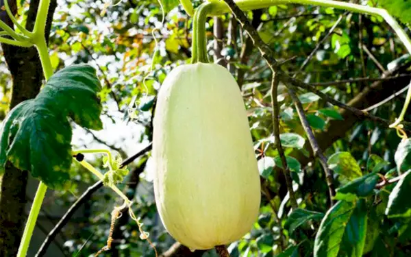cousa squash in a garden from types of squash post