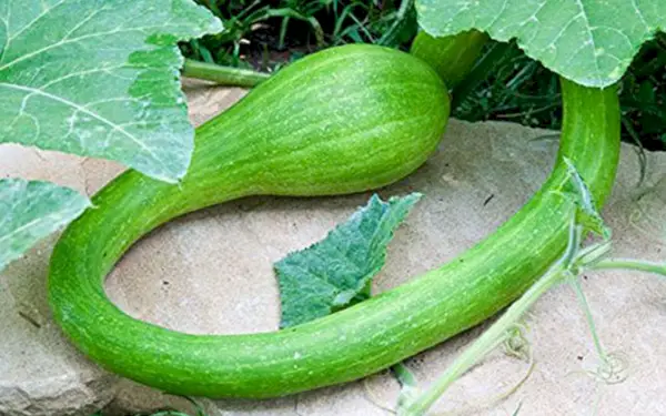 tromboncino squash in a garden from types of squash