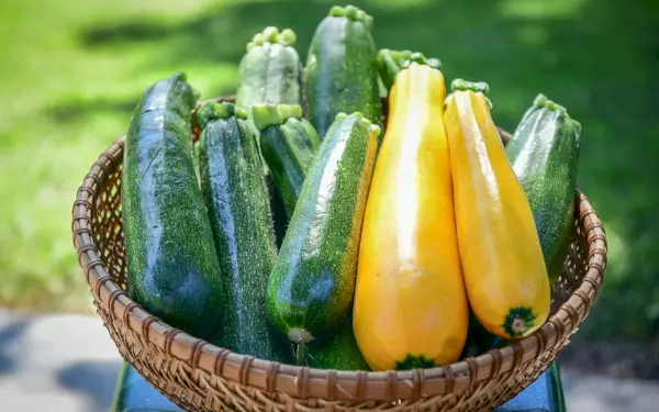 summer squash in a basket