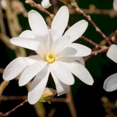 Royal Star Magnolia