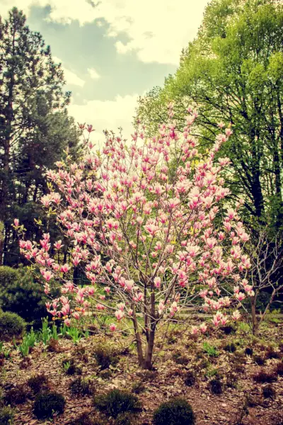 background of blooming magnolias flowers selective focus
