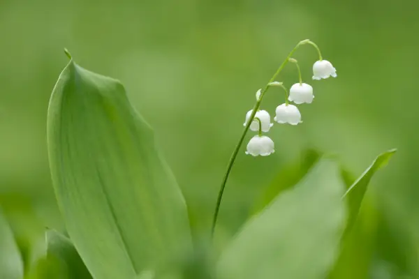 lily of the valley