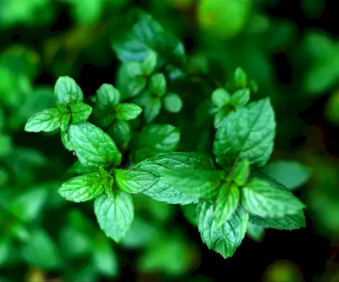 how to get rid of mosquitoes in gardens