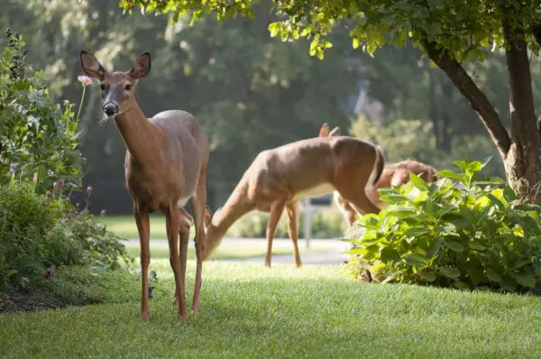 curious white tail doe stops eating for a moment to look at the camera related