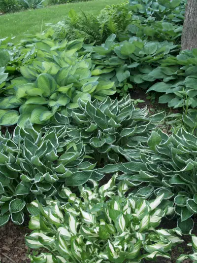 several varieties of hosta together for a background