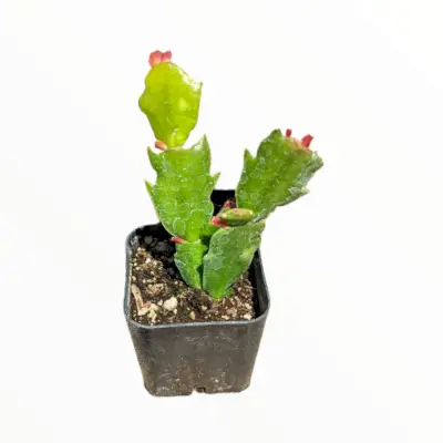 Schlumbergera truncata Thanksgiving Cactus