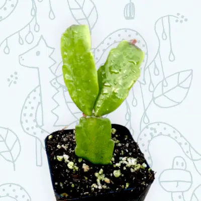 thanksgiving versus christmas cactus