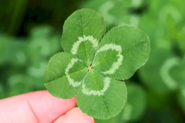four leaf clover