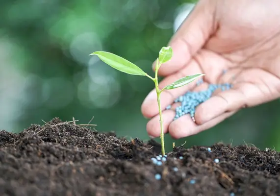 fertilizer numbers with a hand sprinkling fertilizer pellets around a seedling