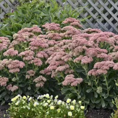 Autumn Joy Sedum