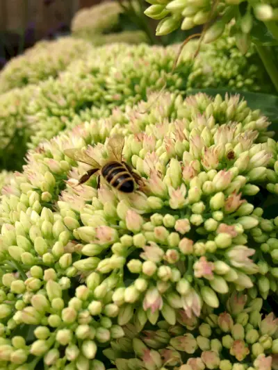 sedum is a stonecrop flower known as autumn joy which flowers between august and november in the united kingdom, and is sometimes known as herbstfreude it is characterized by small pink flowers which turn reddish purple in late autumn which are attractive to bees