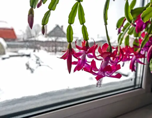 christmas cactus