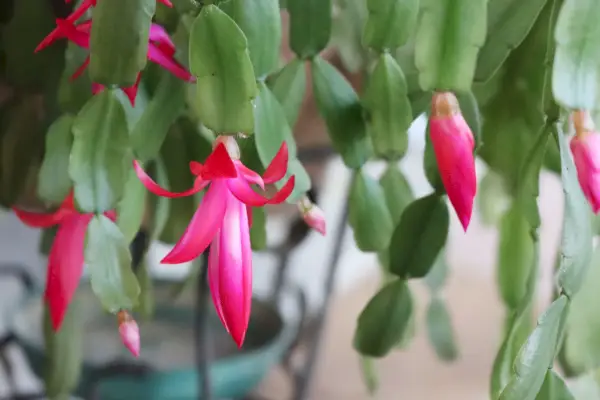 christmas cactus