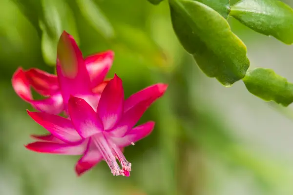 christmas cactus