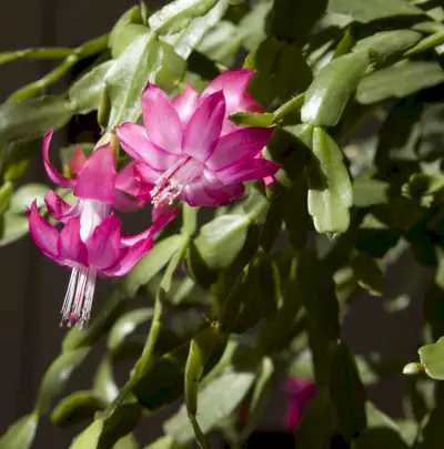 christmas cactus
