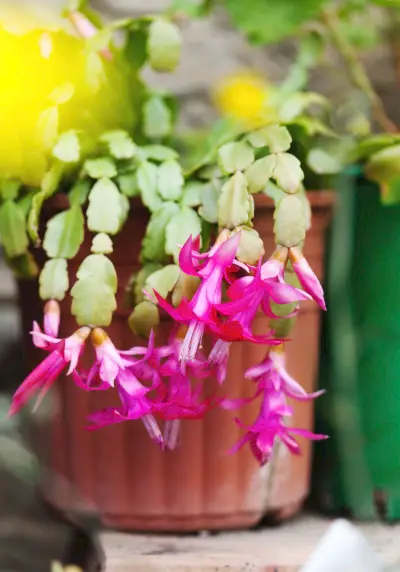 schlumbergera in bloom