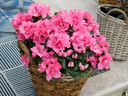 container gardening ideas
