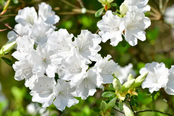 how to grow azaleas