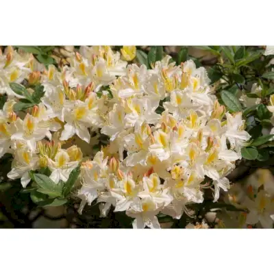 Northern Highlights Azalea, 1-gallon pot