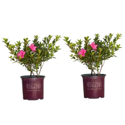 Pink Autumn Carnation, 1-Gallon Pot, 2-pack