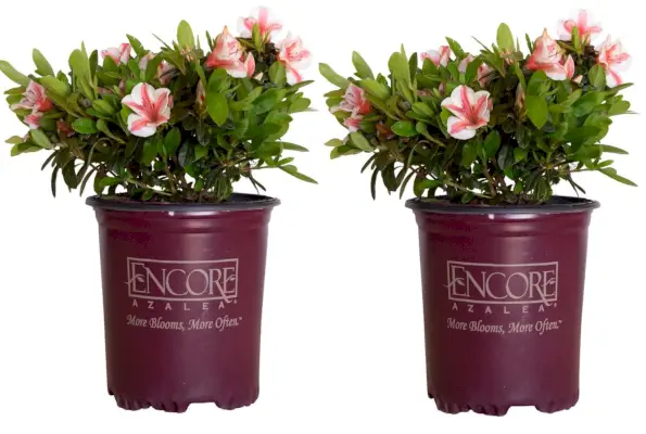 Autumn Sunburst Azalea, 2-gallon pot, 2-pack