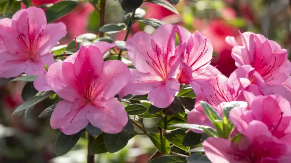 how to grow azaleas