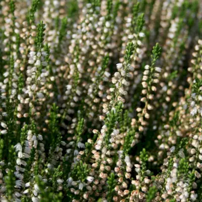 Mediterranean Pink Heather