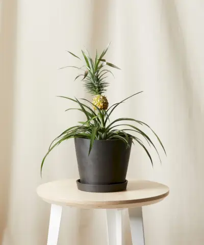 Edible Pineapple Plant
