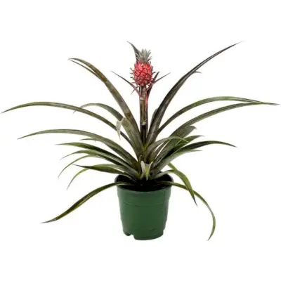 Ornamental Pineapple Plant