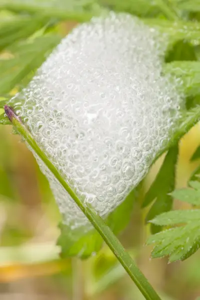 protective froth hiding a spittlebug philaenus sp larva