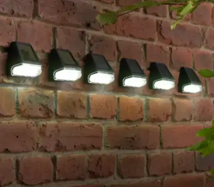 cocoon of froghopper, spittlebug larvae, cuckoo spit, talegaon,