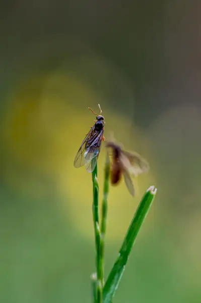 yellow meadow ant, lasius flavus, queens emerging from ground about to fly to start new nest