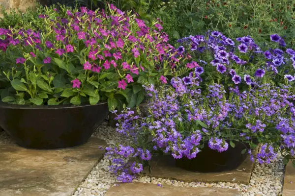 purple flowers in a garden
