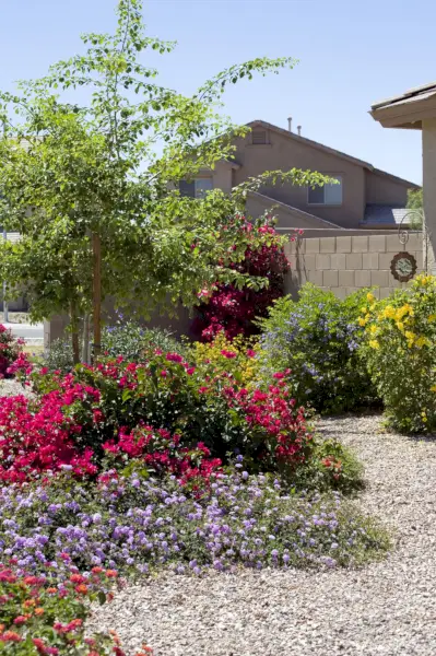 in the desert southwest many homeowners opt for colorful flowering plants and bushes surrounded by rock instead of grass focus in this picture is on the tree